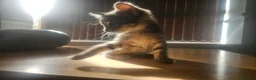 Mixed Breed cats for sale: 8 Week Old Kittens - Mixed Litter Mixed Breed - Advert 3