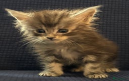 Maine Coon cats for sale: Beautiful mix mainecoon kittens  - Image 5
