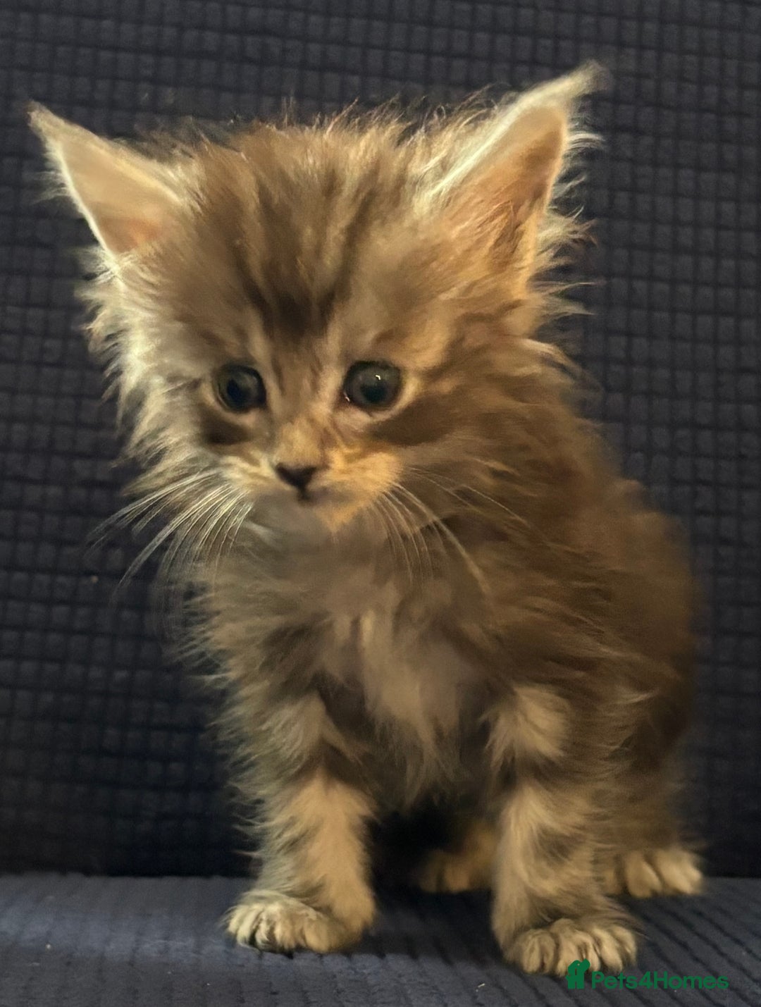 Maine Coon cats for sale: Beautiful mix mainecoon kittens  - Image 5