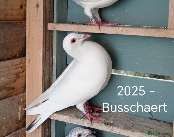 Pigeons birds - Advert 8