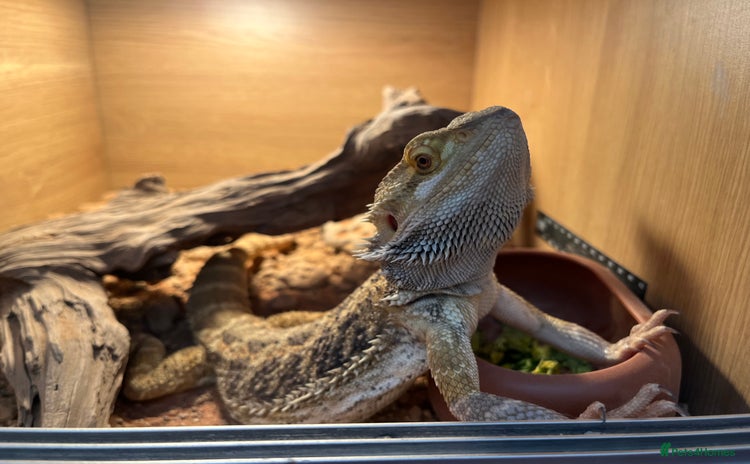 Bearded Dragon reptiles - Advert 1