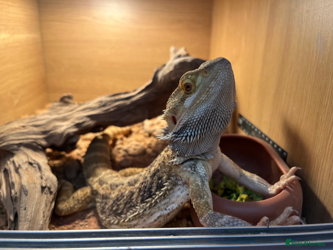 Bearded Dragon reptiles for sale: Miss-gendered handsome Bearded Dragon  - Image 1