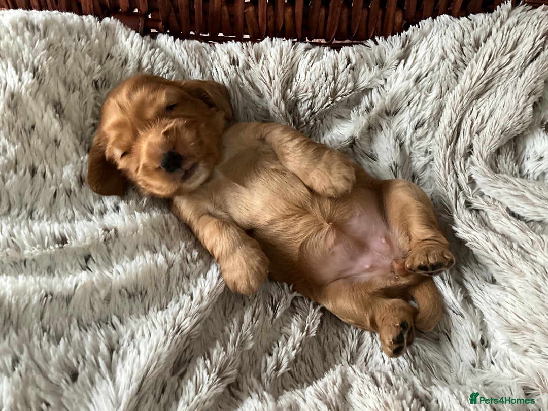 Cocker Spaniel dogs for sale: Champion bloodline KC Show Cocker Spaniel Puppies - Image 10