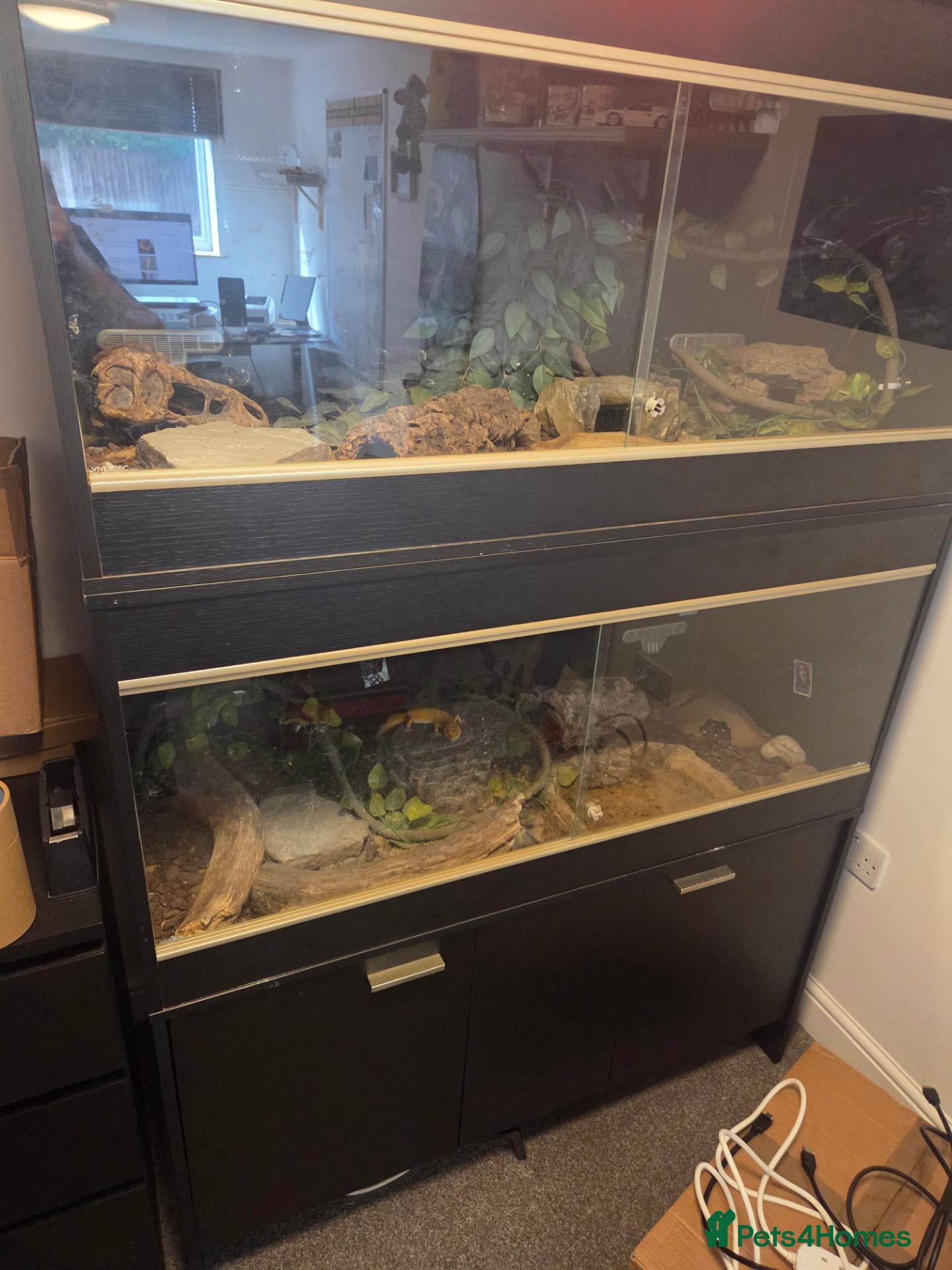 Leopard Gecko reptiles 2 Leopard Geckos with VIVs & equipment - Advert 1