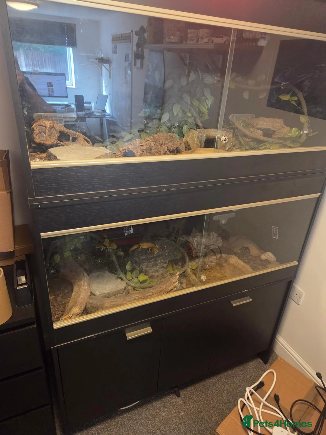 Leopard Gecko reptiles for sale: 2 Leopard Geckos with VIVs & equipment in Sheffield - Advert 1