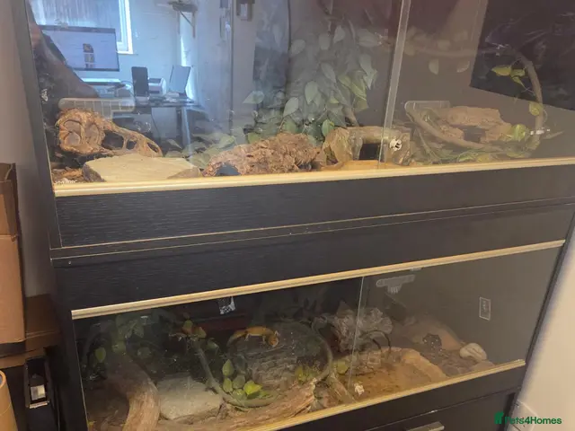 Leopard Gecko reptiles 2 Leopard Geckos with VIVs & equipment £300 ONO - Advert 1