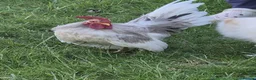 Chickens poultry for sale: Serema blue silkie cockerel  in Canterbury - Advert 4