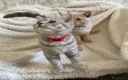 British Shorthair cats for sale: 🩷 READY TO LEAVE NOW British Shorthair Kittens 💙 - Image 6