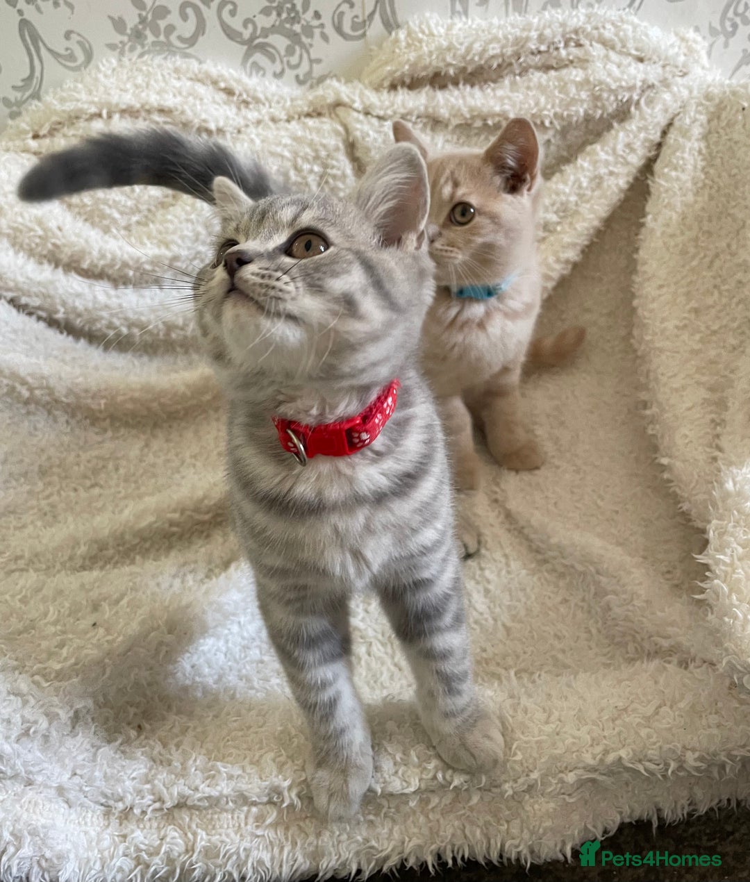 British Shorthair cats for sale: 🩷 READY TO LEAVE NOW British Shorthair Kittens 💙 - Image 6