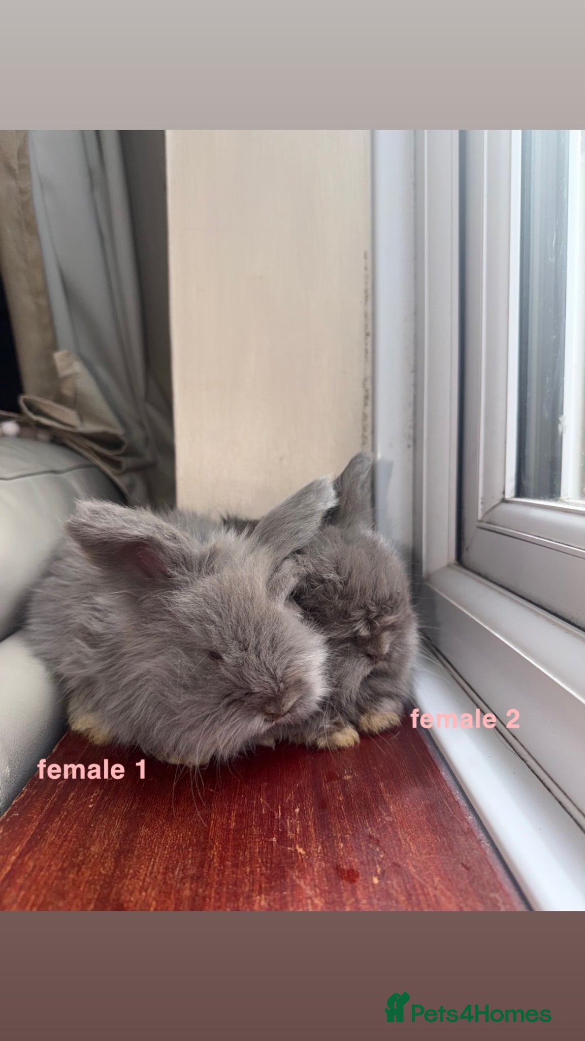 Angora rabbits for sale: pedigree english angora  - Advert 7