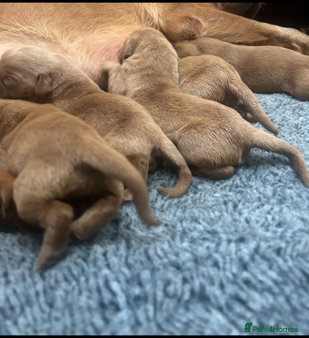 Labrador Retriever dogs for sale: Deep Fox Red KC FTCH labpups Health Tested Parents - Image 11