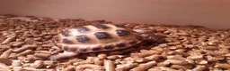 Tortoise reptiles for sale: 15-Month baby Female Horsefield Tortoise - Advert 5