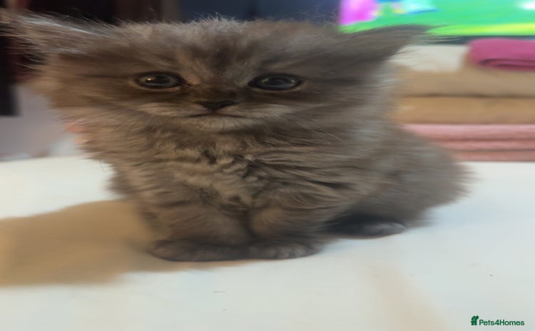 Maine Coon cats - Advert 16