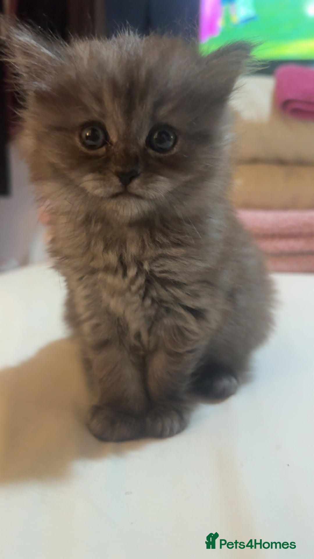 Maine Coon cats for sale: Maine Coon Kittens (Ready in 1 weeks)  - Image 2