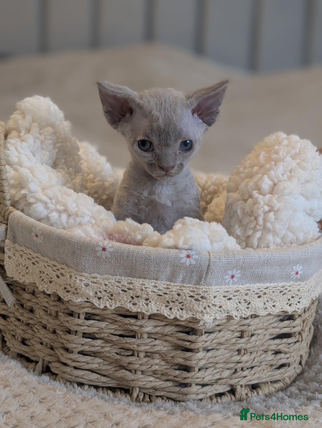 Devon Rex cats for sale: Beautiful Lilac boy available ♥️ - Advert 17