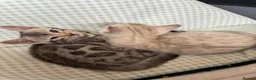 Bengal cats for sale: BEAUTIFUL BABY BENGALS FOR SALE  - Advert 6