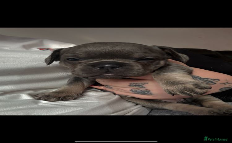 French Bulldog dogs - Advert 1