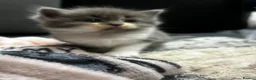 Ragdoll cats for sale: Six beautiful Ragdoll and snowshoe kittens in Newport Pagnell - Advert 13