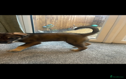 German Shepherd dogs for sale: Male German shepherd puppy ready now - Image 9