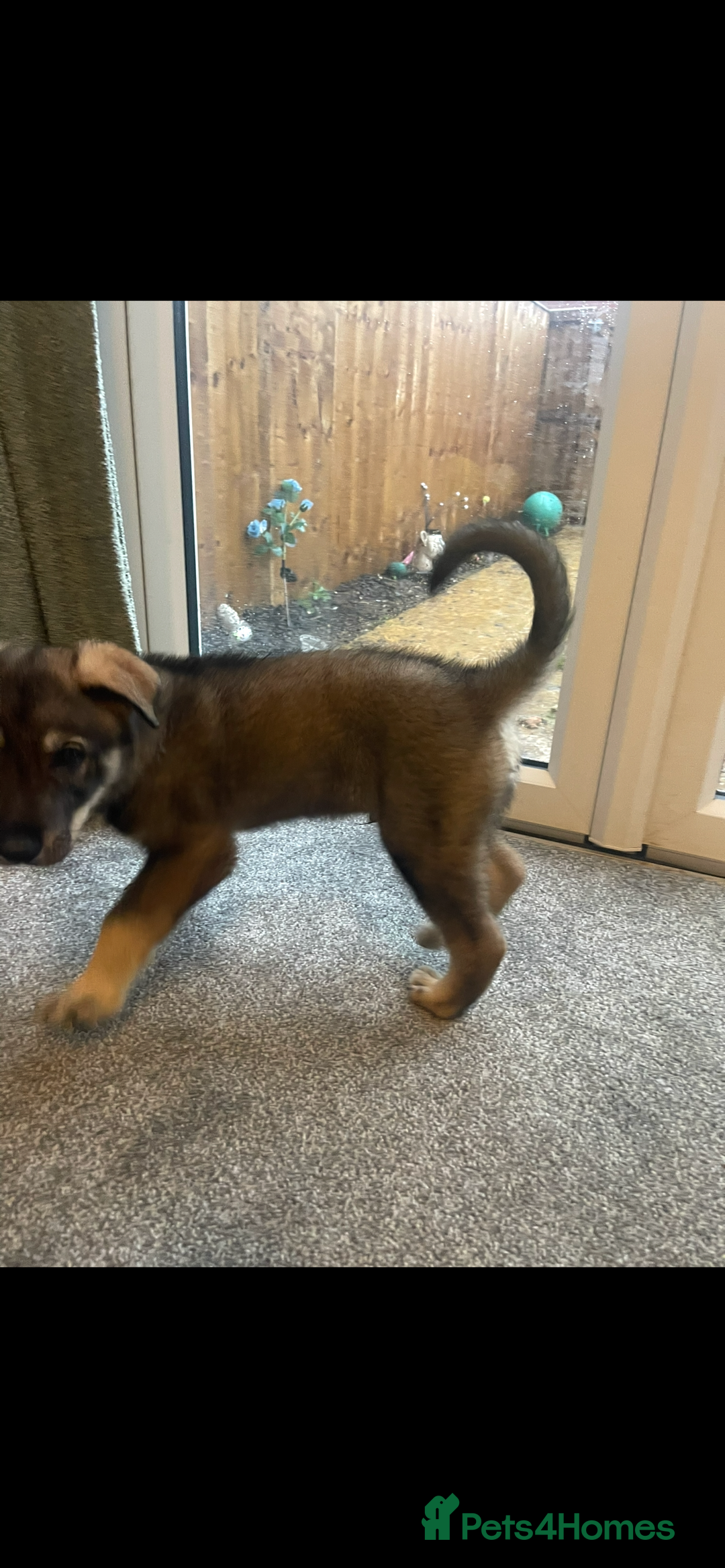German Shepherd dogs for sale: Male German shepherd puppy ready now - Image 9