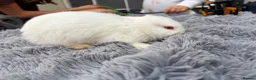 French Lop rabbits for sale: Baby French lops - Advert 4