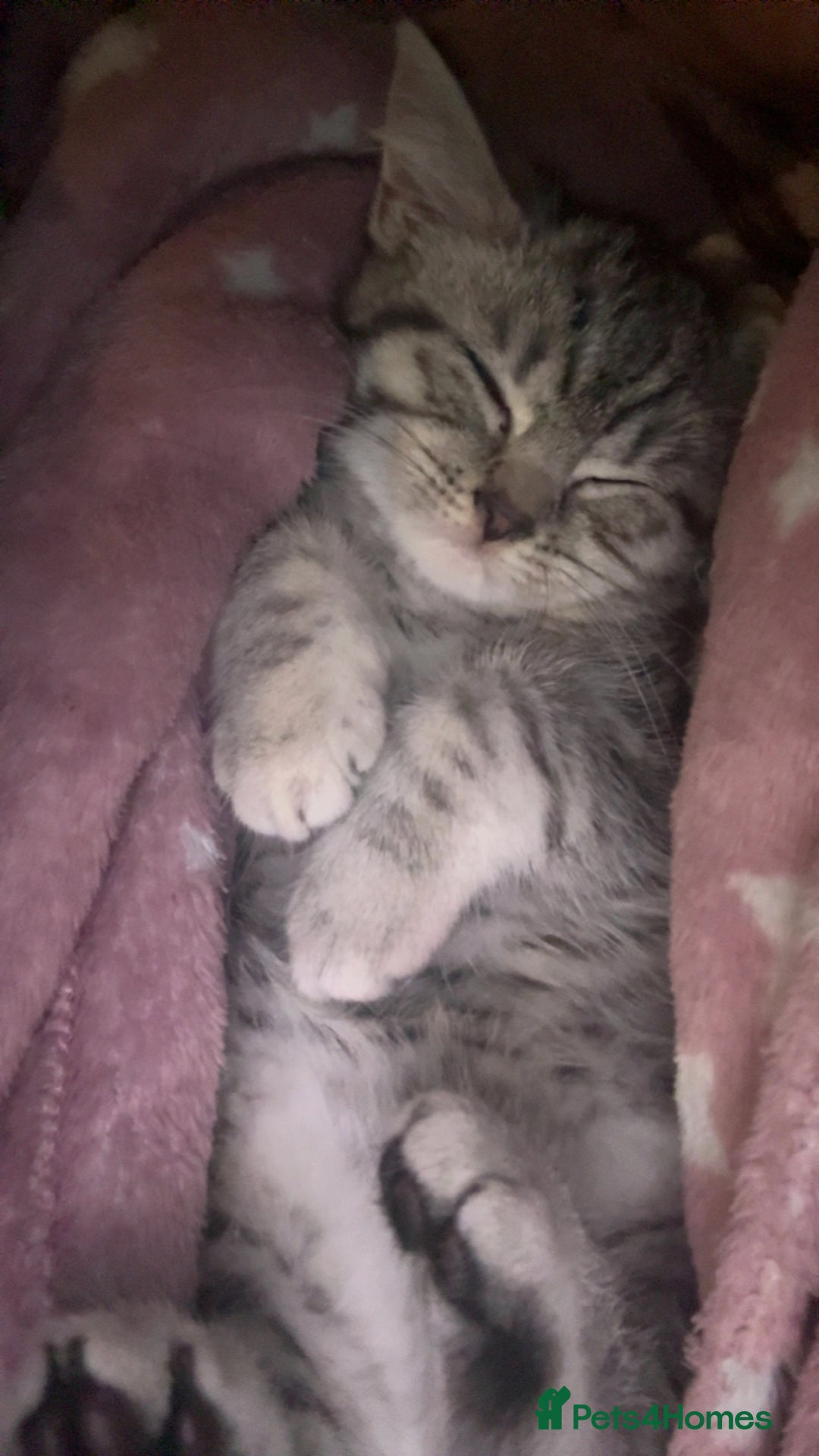 British Shorthair cats for sale: 1 beautiful bsh kitten  - Advert 2