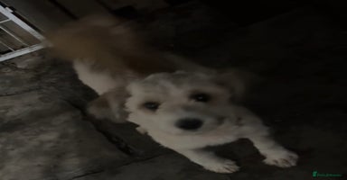 Tibetan Terrier dogs Female 1 Year Old Tibetan Terrier  - Advert 4