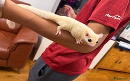 Sugar Glider rodents for sale:  2 Female Sugar Gliders – 5 Months Old (Tame) - Image 9