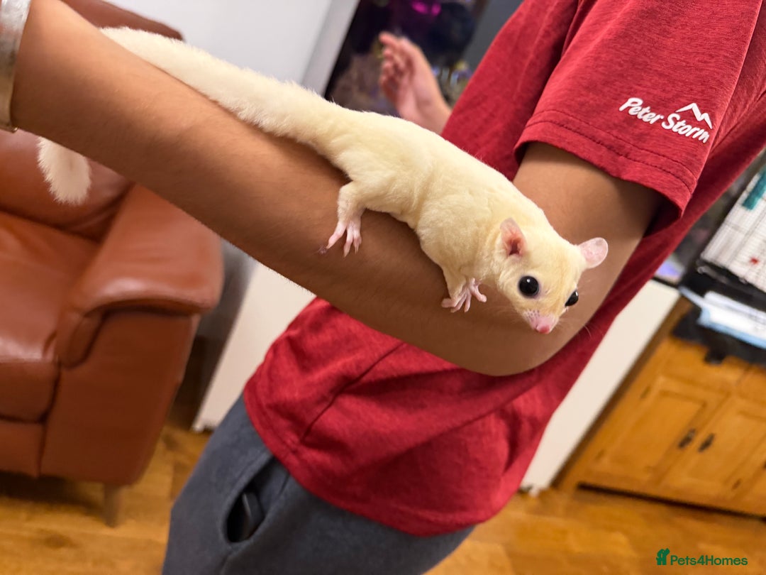 Sugar Glider rodents for sale:  2 Female Sugar Gliders – 5 Months Old (Tame) - Image 9