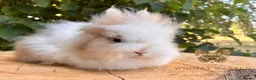 Lionhead rabbits for sale: Fully Vaccinated Lionheads Ready Now  - Advert 15