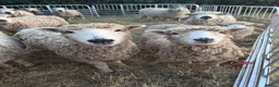 Sheep livestock for sale: Unregistered grey face dartmoors  - Advert 2