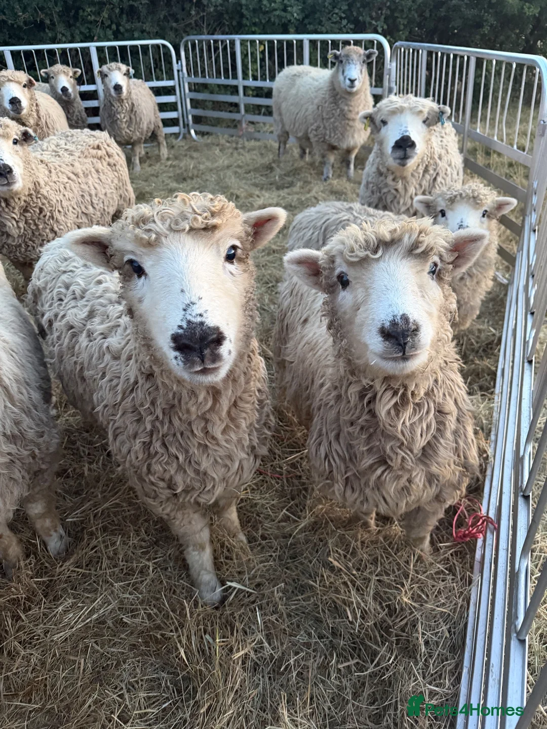 Sheep livestock for sale: Unregistered grey face dartmoors  - Advert 2