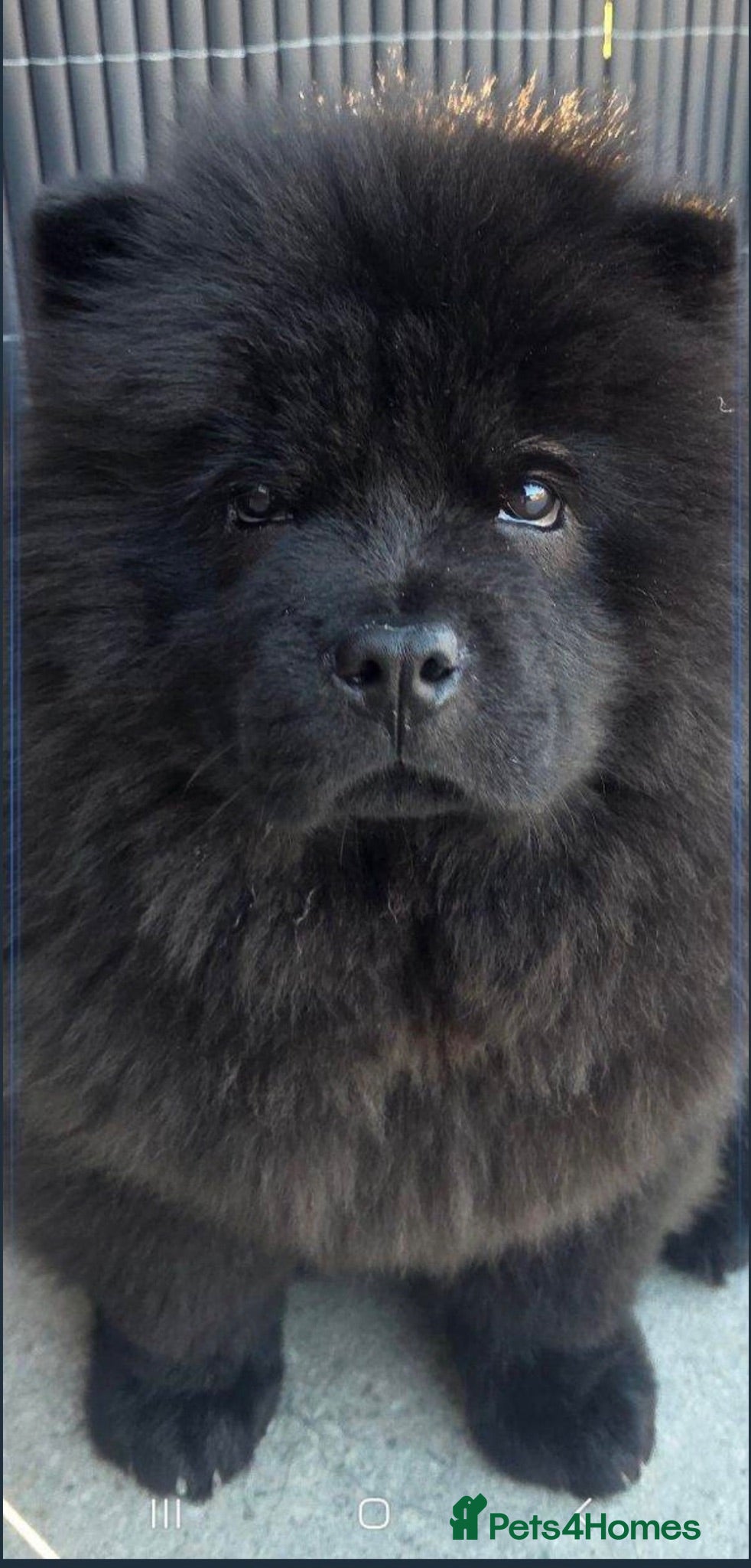 Chow Chow dogs Chow Chow male - Advert 1
