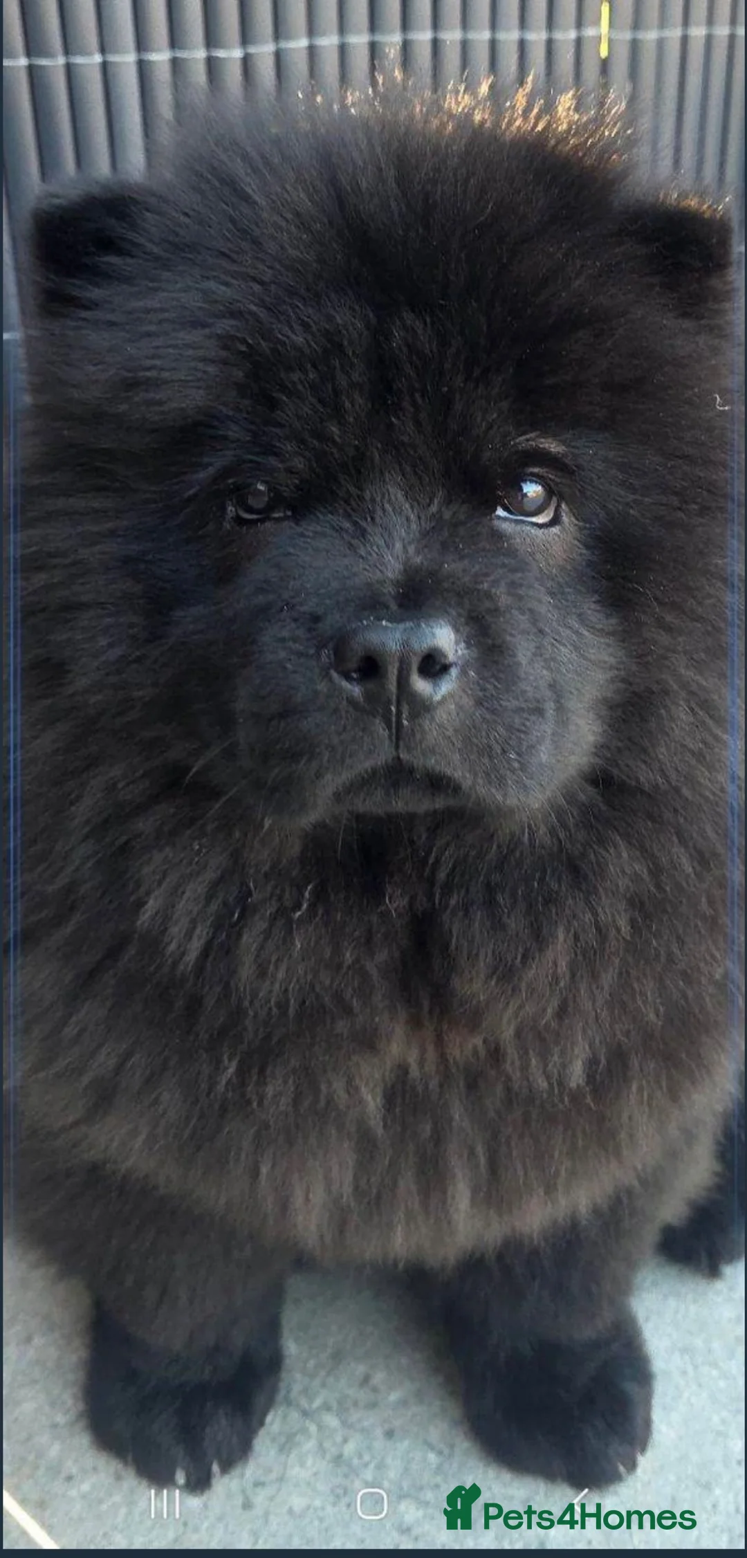 Chow Chow dogs for sale: Chow Chow male in Glasgow - Advert 1