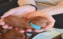 Cavapoo dogs for sale: F1 Cavapoos - HT Parents - Sep Collect - Image 24