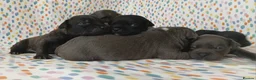 Staffordshire Bull Terrier dogs for sale: Exceptional valglo sired puppies (1 black male) - Advert 12