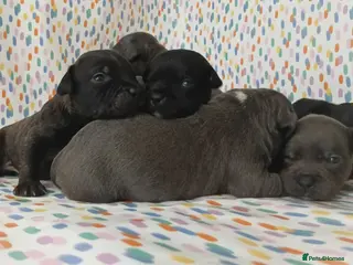 Staffordshire Bull Terrier dogs Kc registered health tested staffs (1 black male) - Advert 15