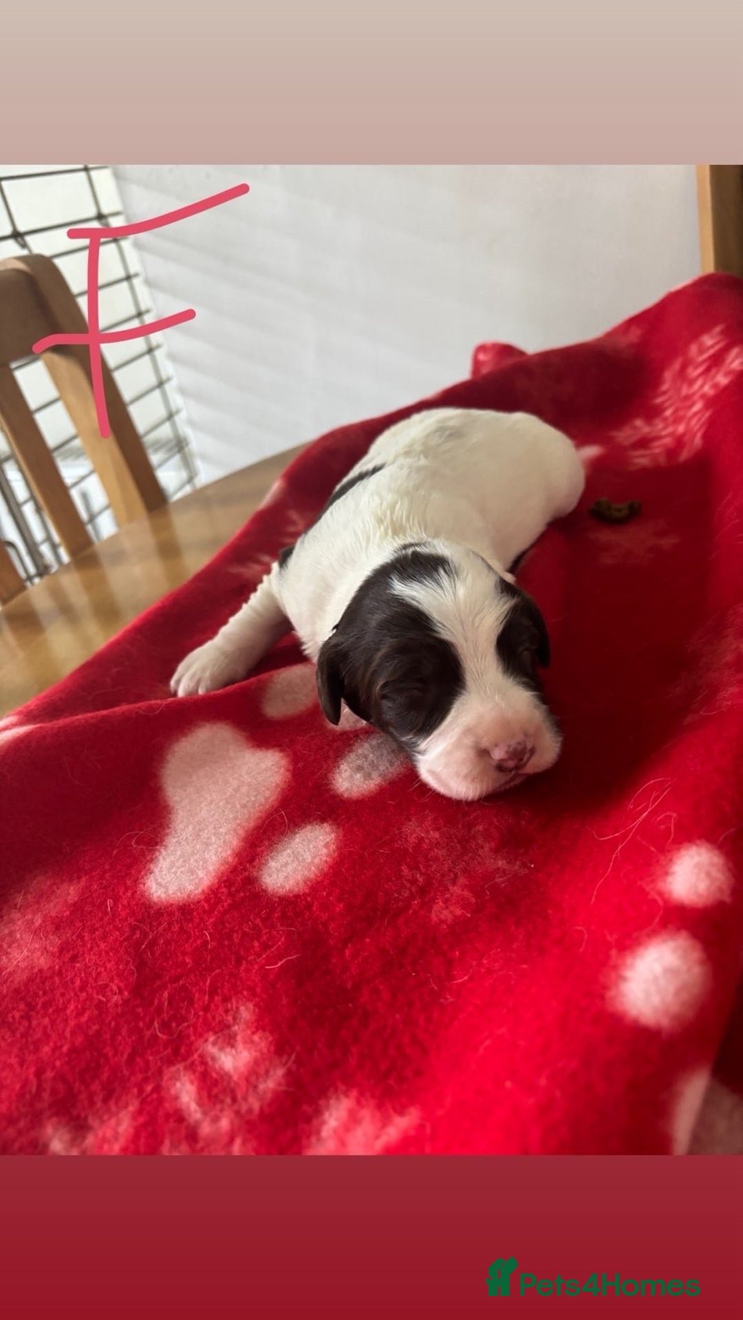 English Springer Spaniel dogs for sale: Springer pups  - Advert 6