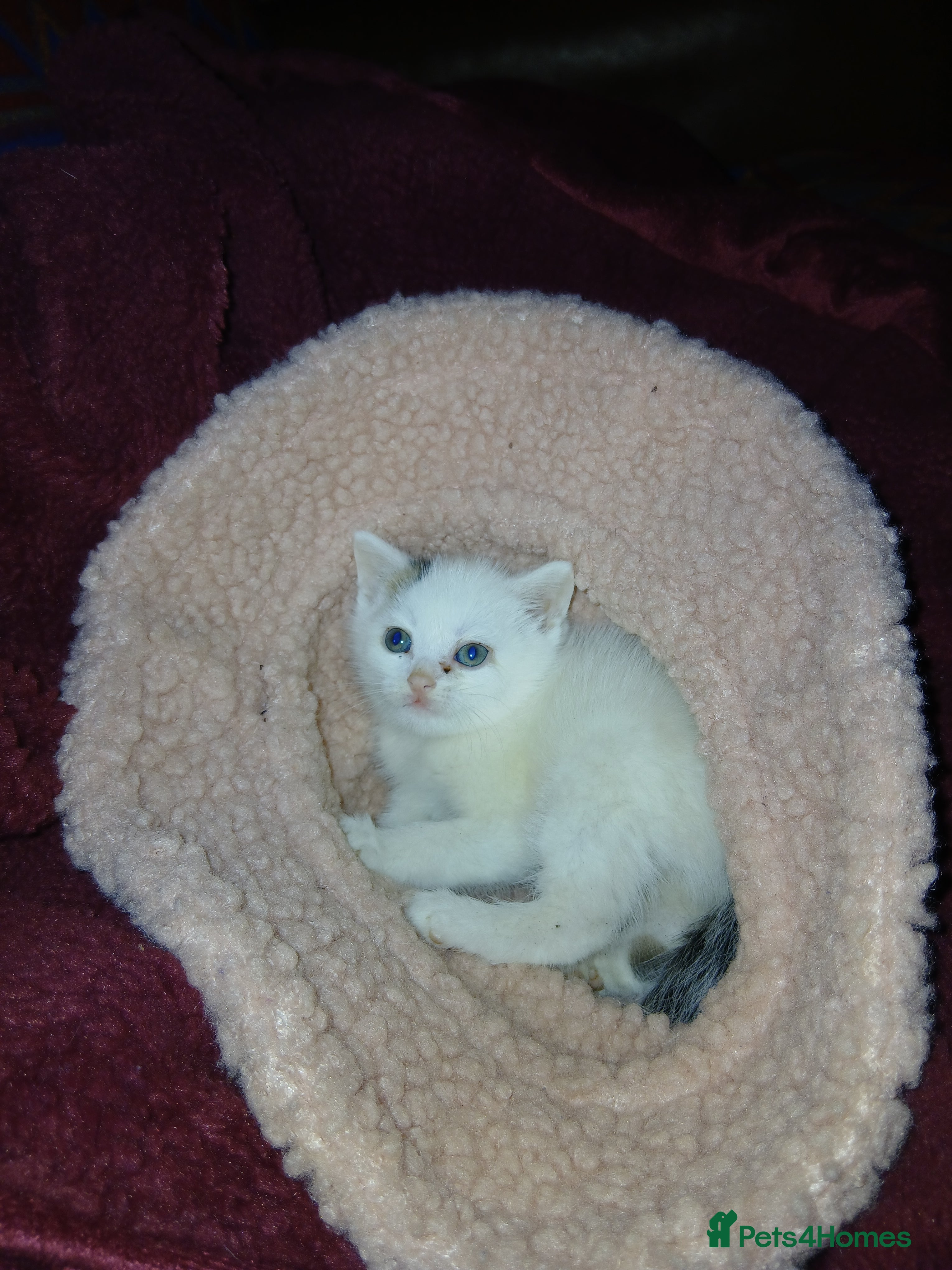 British Shorthair cats Wee George  - Advert 12