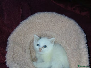 British Shorthair cats - Advert 10