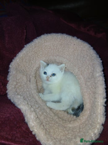 British Shorthair cats - Advert 15