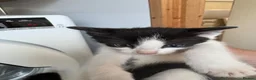 Mixed Breed cats for sale: Beautiful kittens for sale in Welwyn - Advert 7