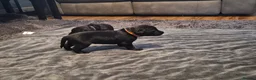 Labrador Retriever dogs for sale: Labrador black puppies  - Advert 24