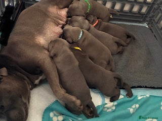 Staffordshire Bull Terrier dogs Pedigree Blue Staffordshire pups - Advert 1