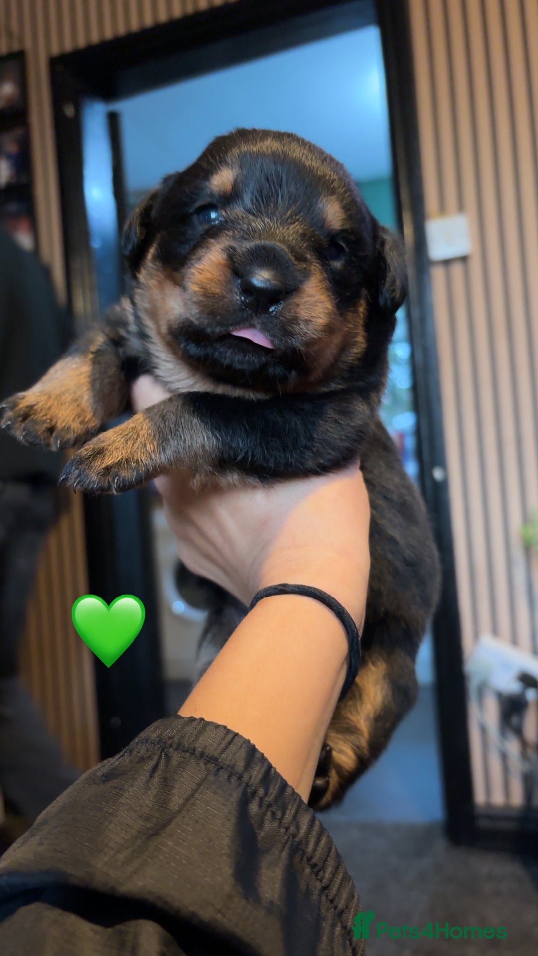 Rottweiler dogs for sale: Rottweiler puppy - Image 5