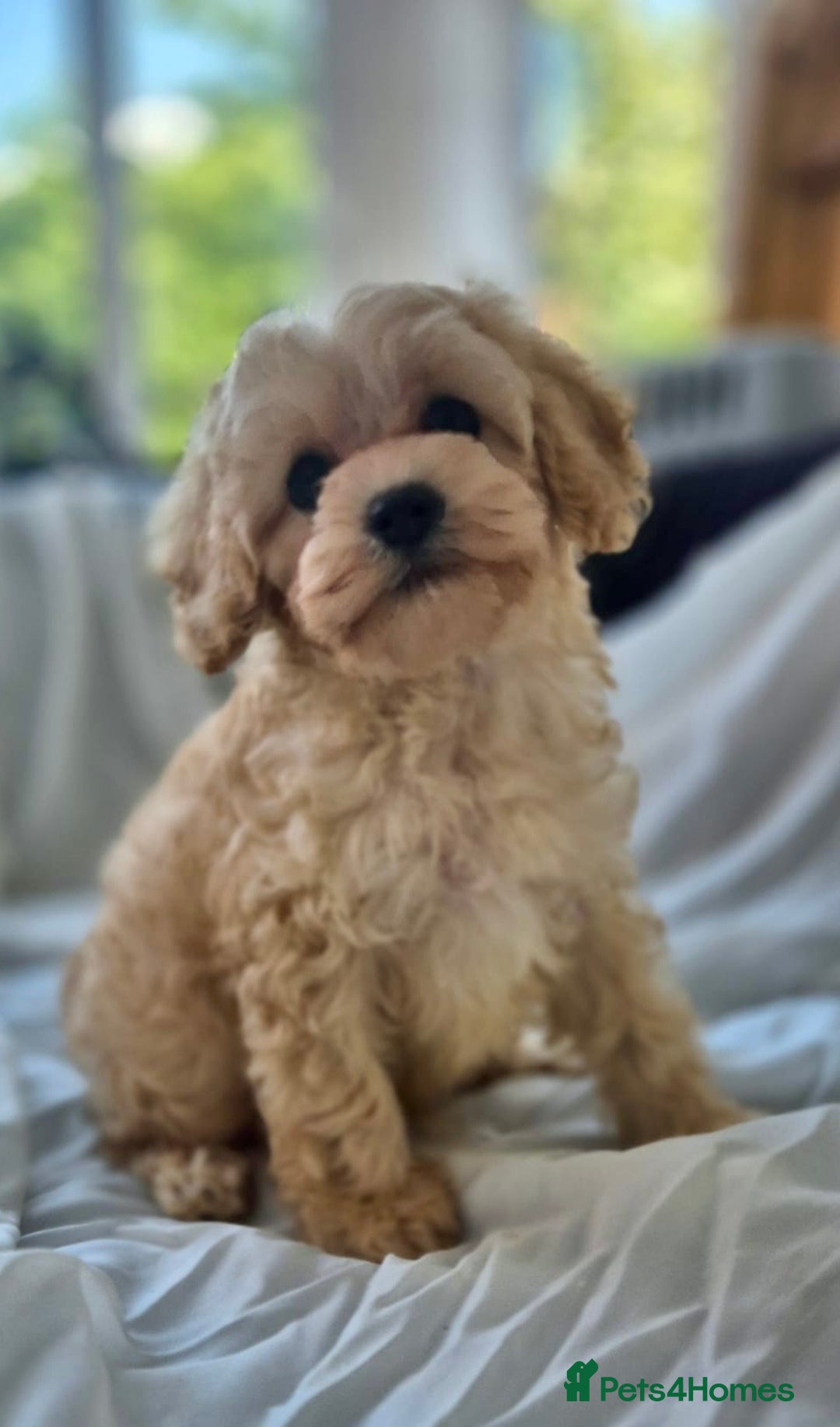 Cavapoochon dogs for sale: F1b MOYEN MERLE CAVAPOOCHON PUPS - Image 21