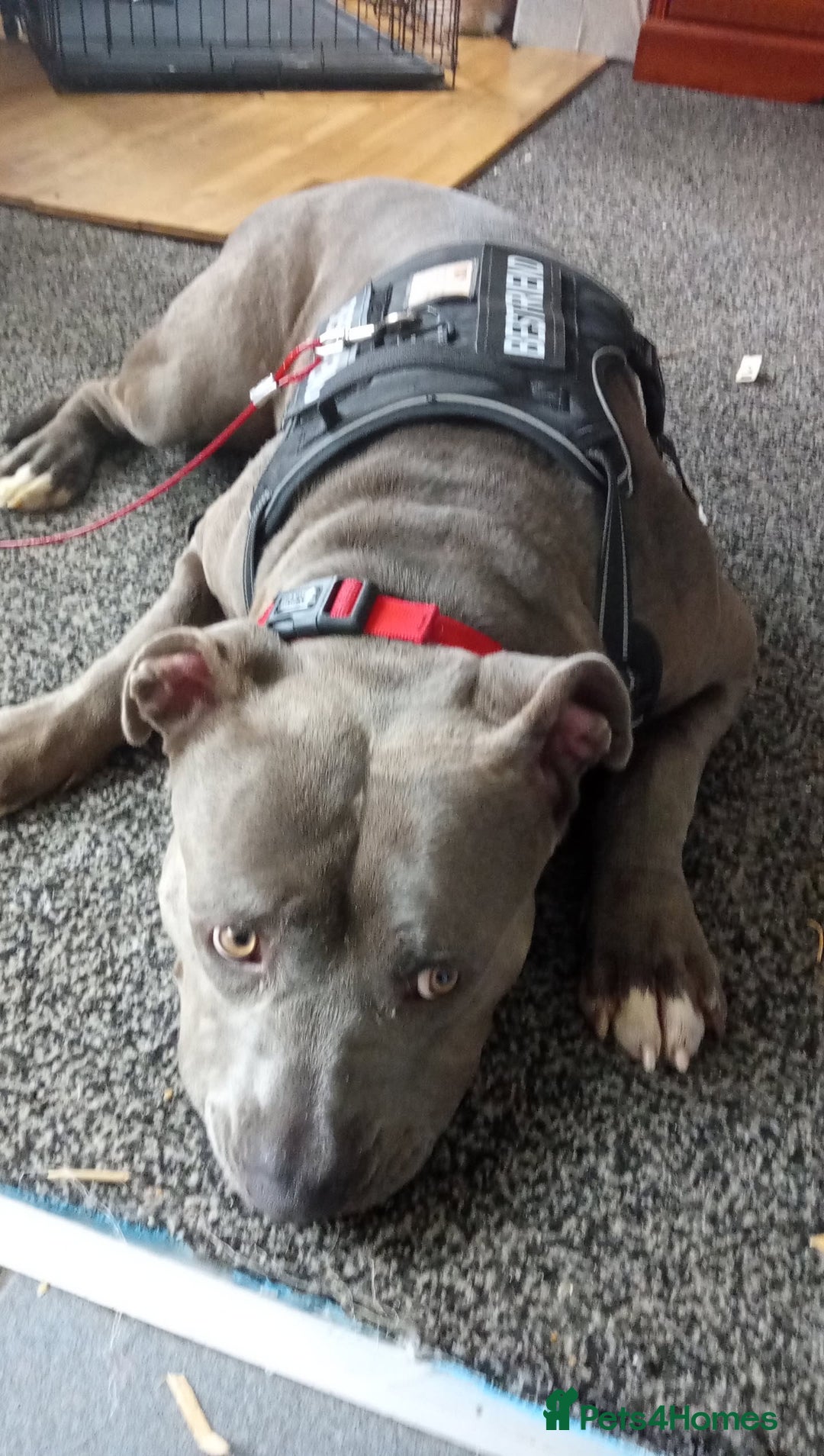 American Bully dogs for sale: FOR SALE Xi Bully Blue/ Grey color   - Advert 1