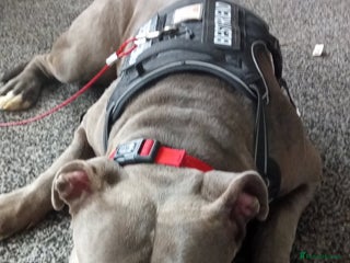 American Bully dogs FOR SALE Xi Bully Blue/ Grey color - Advert 3