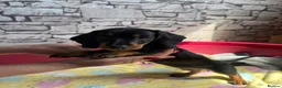 Dachshund dogs for sale: Standard Dachshund Puppy NOW READY TO LEAVE! 🐾 - Advert 10