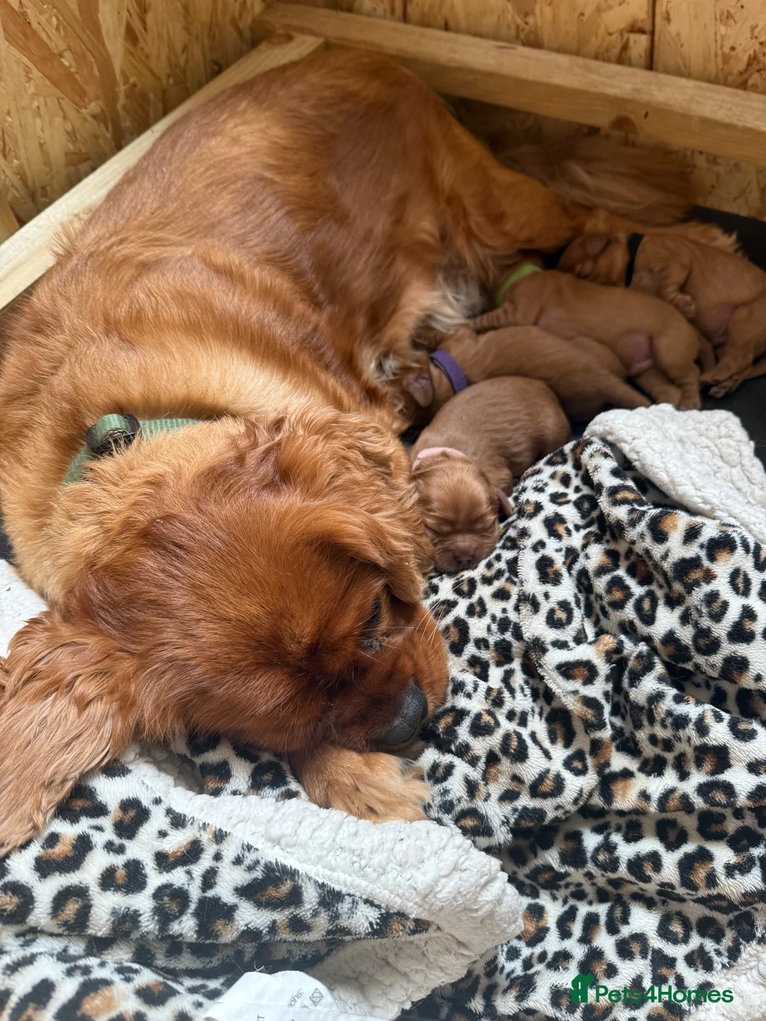 Cavalier King Charles Spaniel dogs for sale: KC Ruby Cavalier King Charles Spaniel Puppies - Advert 8